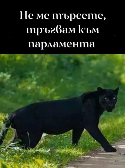 5111294431436464690678216566675577.jpg
